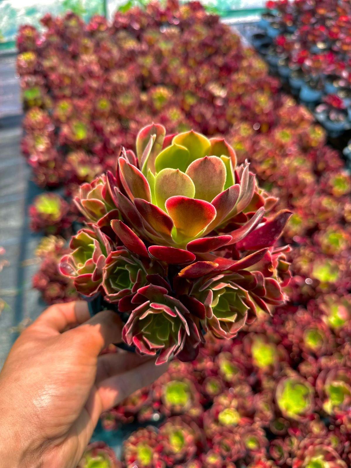 Hand-held Aeonium succulent featuring vibrant lime-green leaves with deep burgundy-red centers and margins, set against a nursery backdrop of matching plants - House of Succulents South Africa
