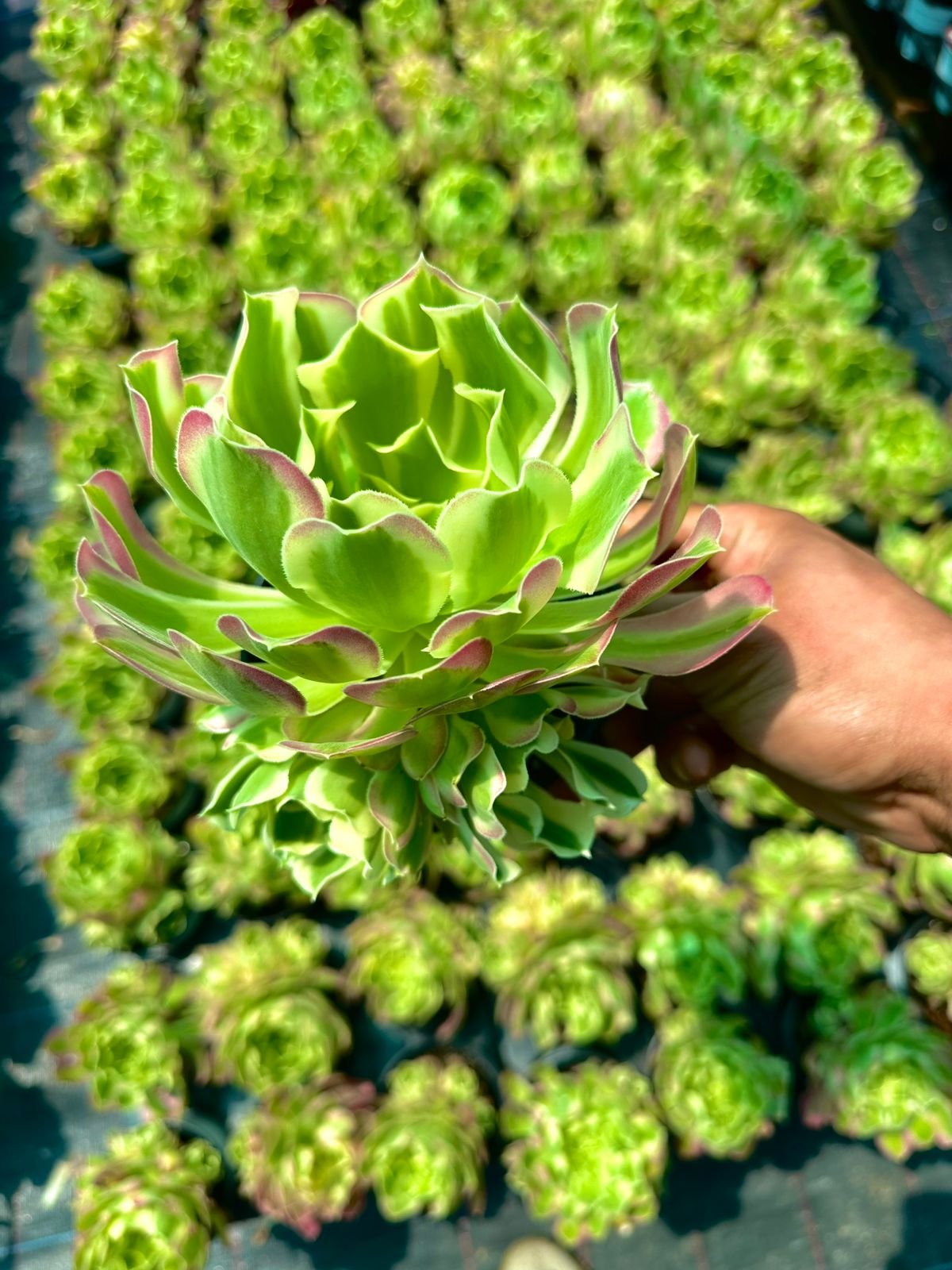 Hand-held Aeonium succulent with light green variegated leaves featuring soft pink-blushed margins and wavy edges, set against a blurred nursery backdrop - House of Succulents South Africa