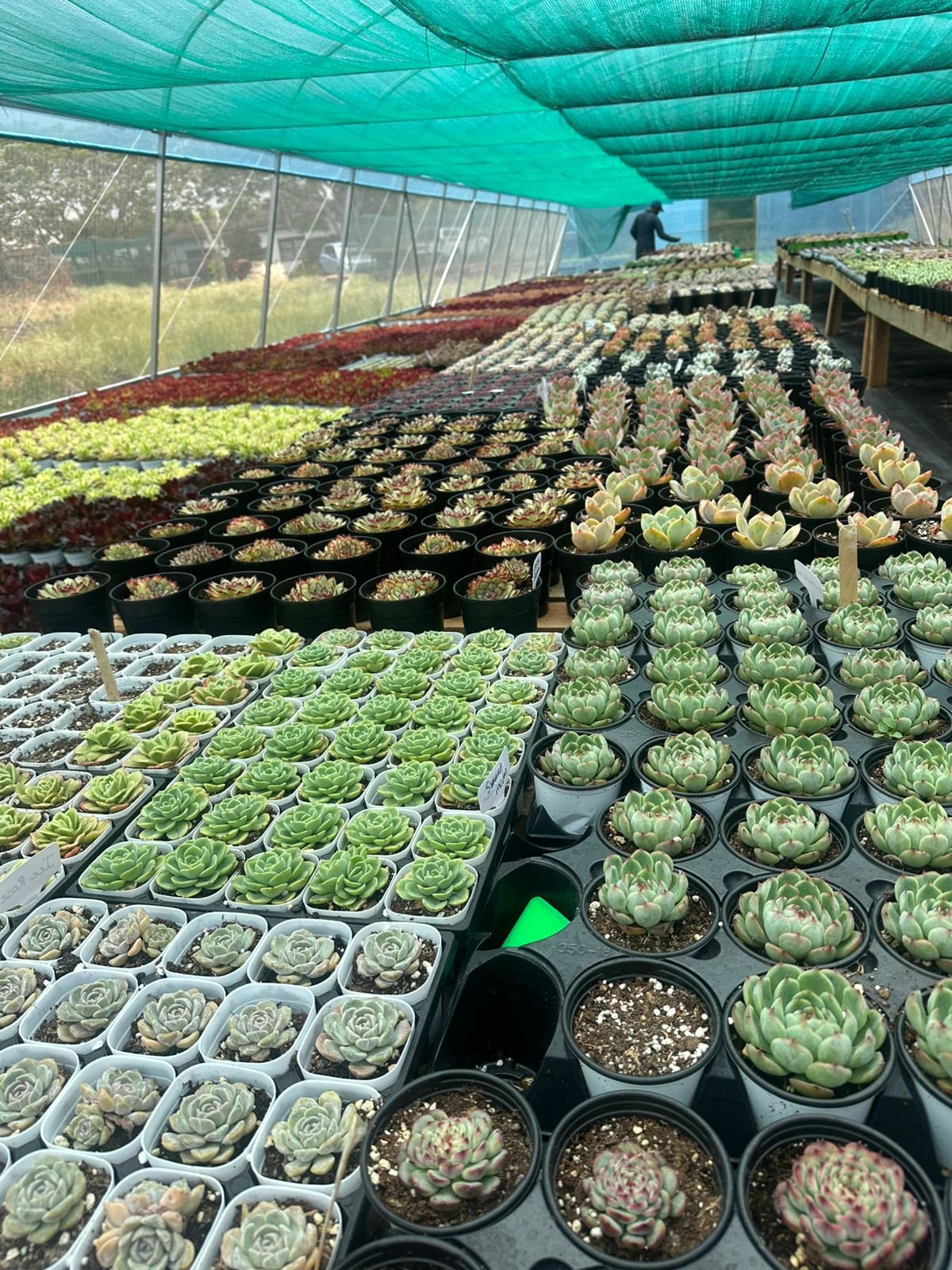 Large variety of Echeveria and Aeonium succulents arranged on nursery tables inside a greenhouse - House of Succulents South Africa