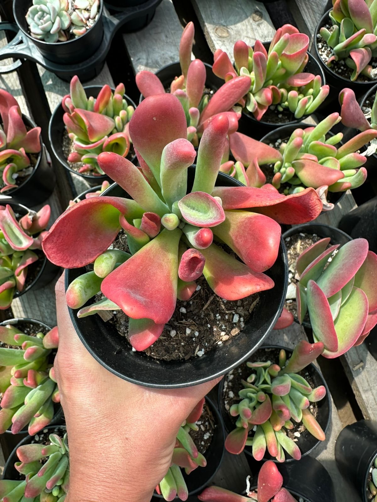 Large Crassula succulent with elongated, upward-pointing leaves showing a vibrant red and green gradient in a black pot - House of Succulents South Africa