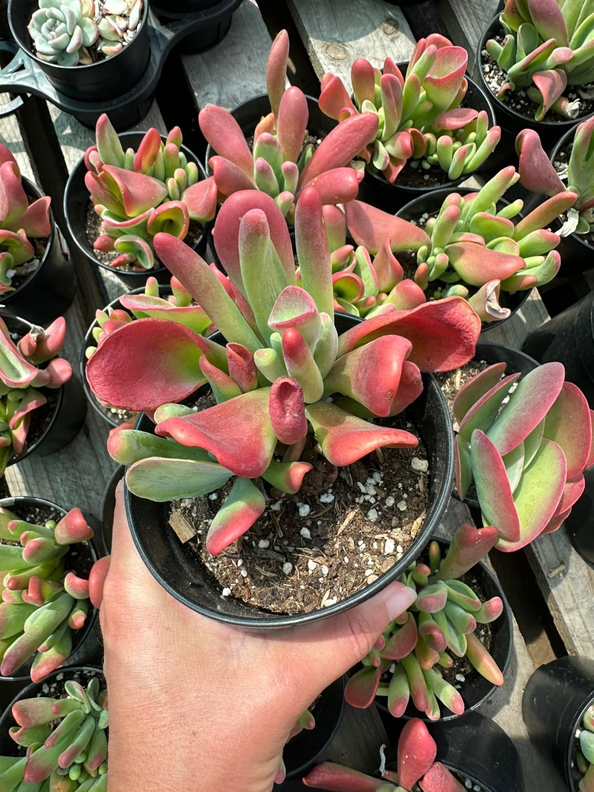 Large Crassula succulent with elongated, upward-pointing leaves showing a vibrant red and green gradient in a black pot - House of Succulents South Africa