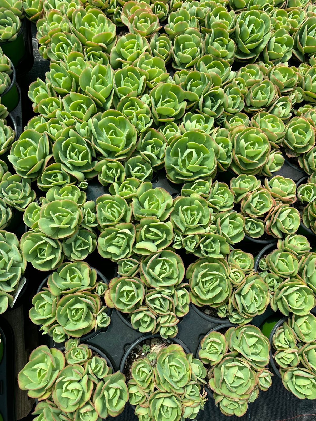 Clusters of vibrant green Aeonium succulents with rounded, layered rosette leaves and subtle red margins - House of Succulents South Africa