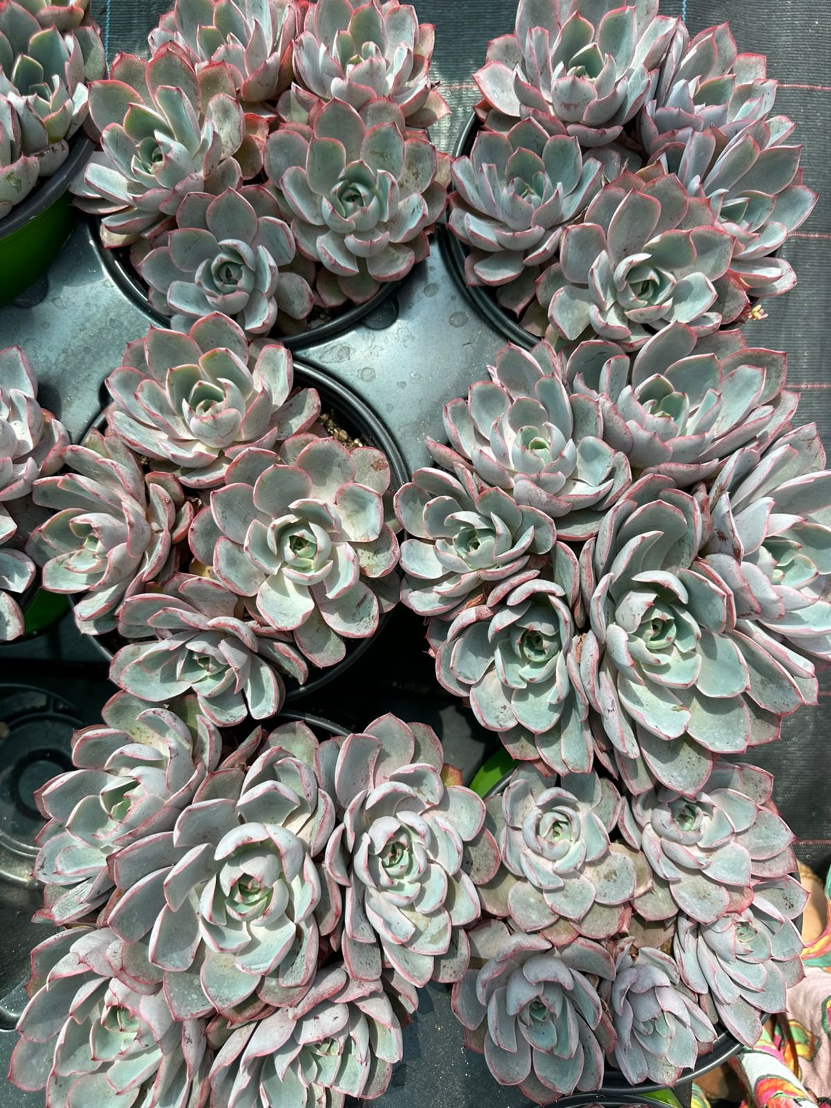 Clusters of blue-grey Echeveria succulents with delicate pink margins in nursery pots - House of Succulents South Africa