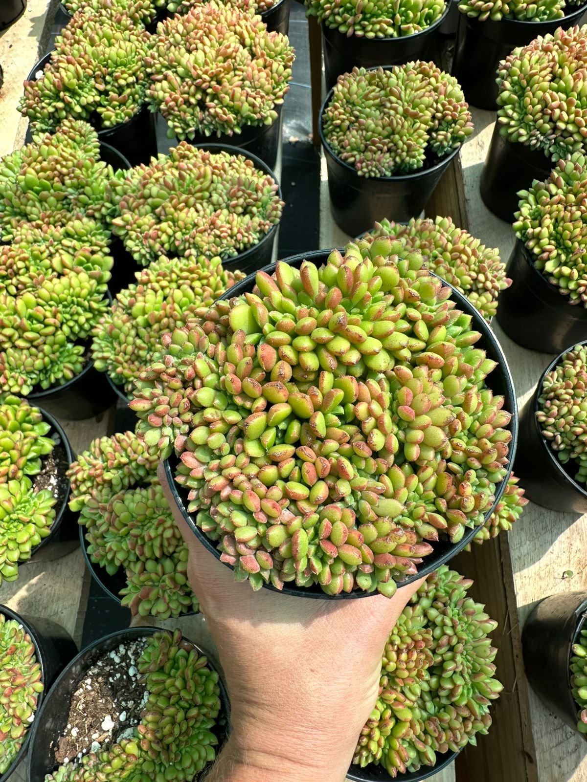 Large clusters of dark burgundy and green Aeonium succulents with layered rosette leaves - House of Succulents South Africa