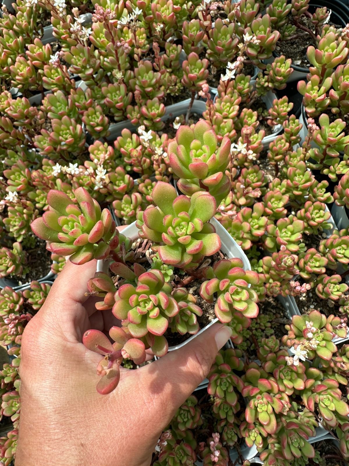 Large clusters of dark burgundy and green Aeonium succulents with layered rosette leaves - House of Succulents South Africa