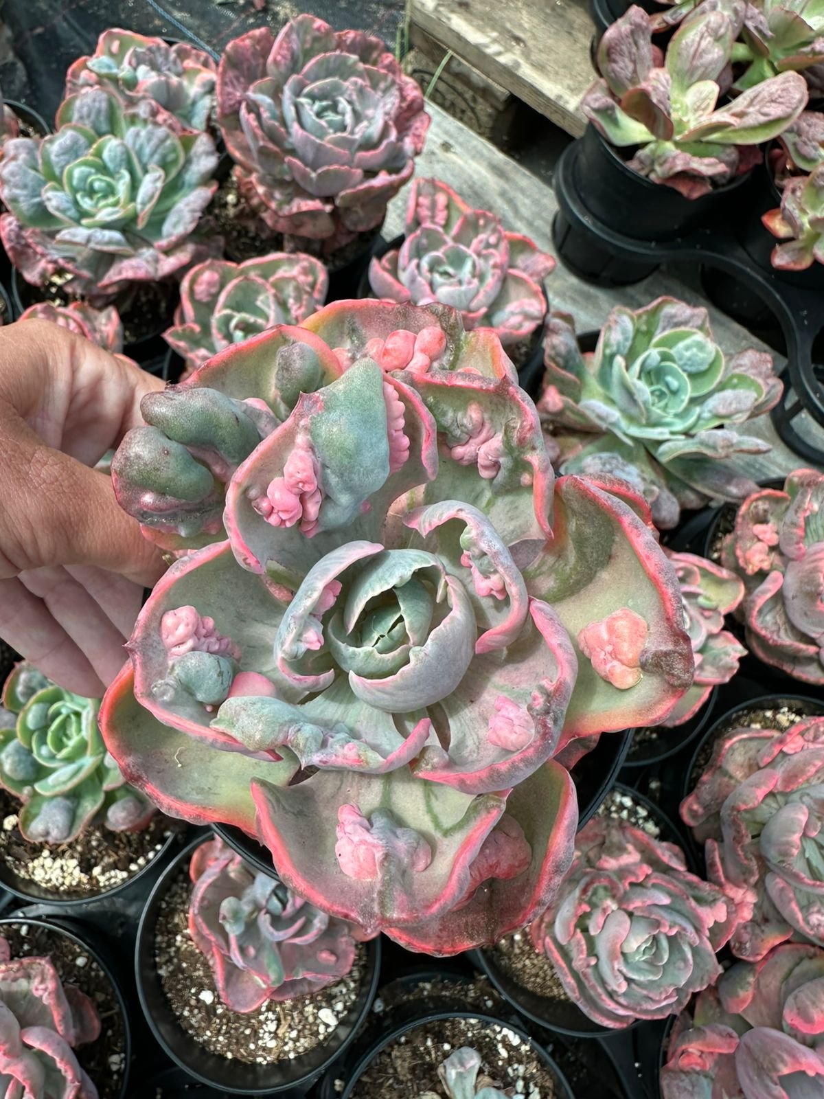 Large Echeveria 'Baron Bold' succulent with distinctive pink caruncles (bumps) on blue-green leaves with red wavy margins - House of Succulents South Africa