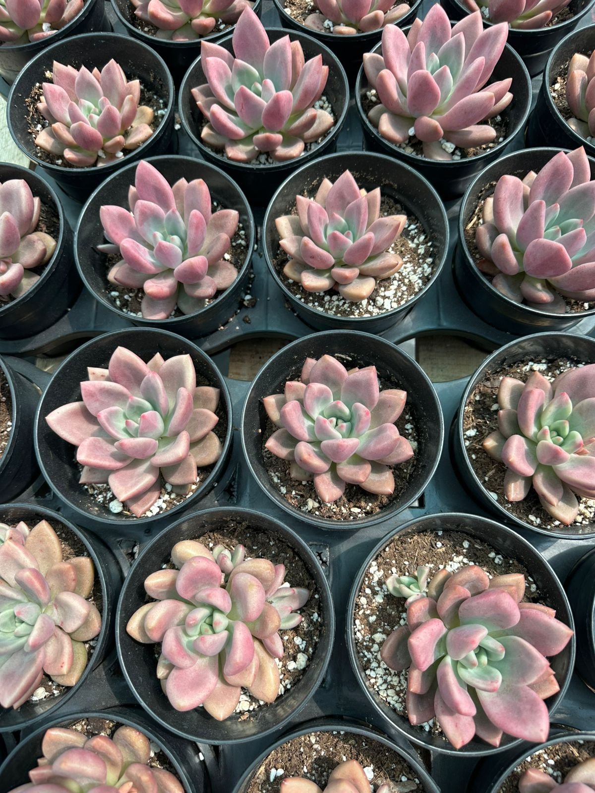 Pachyphytum succulents with thick, pointed pink leaves and light green centers in nursery pots - House of Succulents South Africa