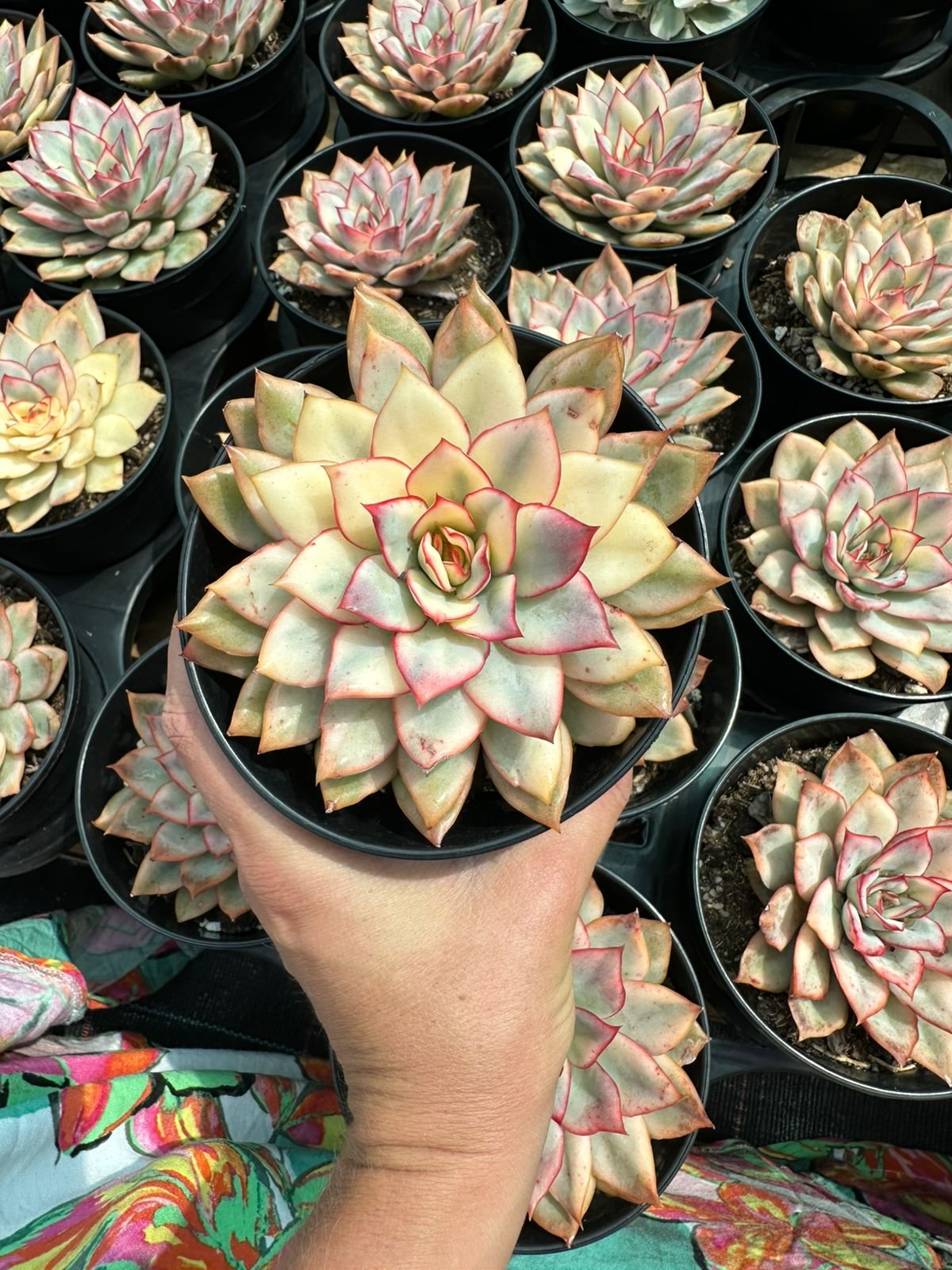 Hand-held Echeveria 'Hercules' succulent with creamy yellow-green leaves and vibrant pinkish-red margins in a nursery pot - House of Succulents South Africa