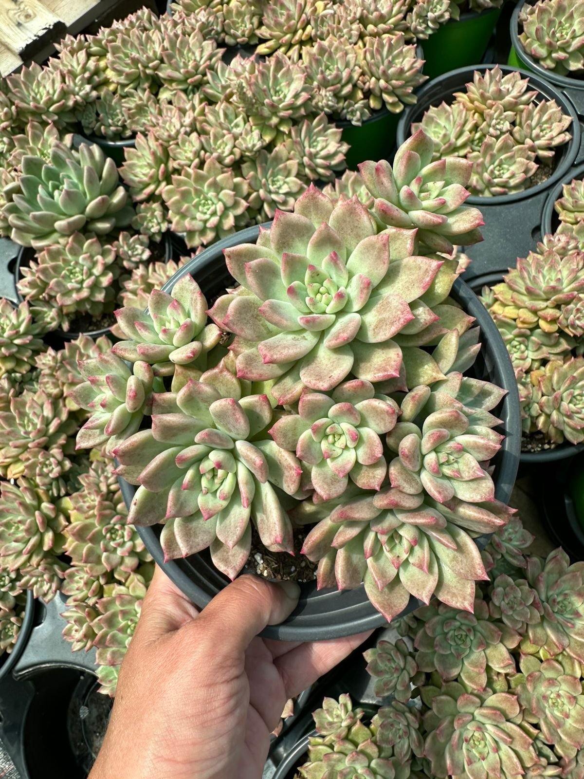 Hand-held cluster of pale green Echeveria succulents with pinkish-red speckled leaf tips - House of Succulents South Africa