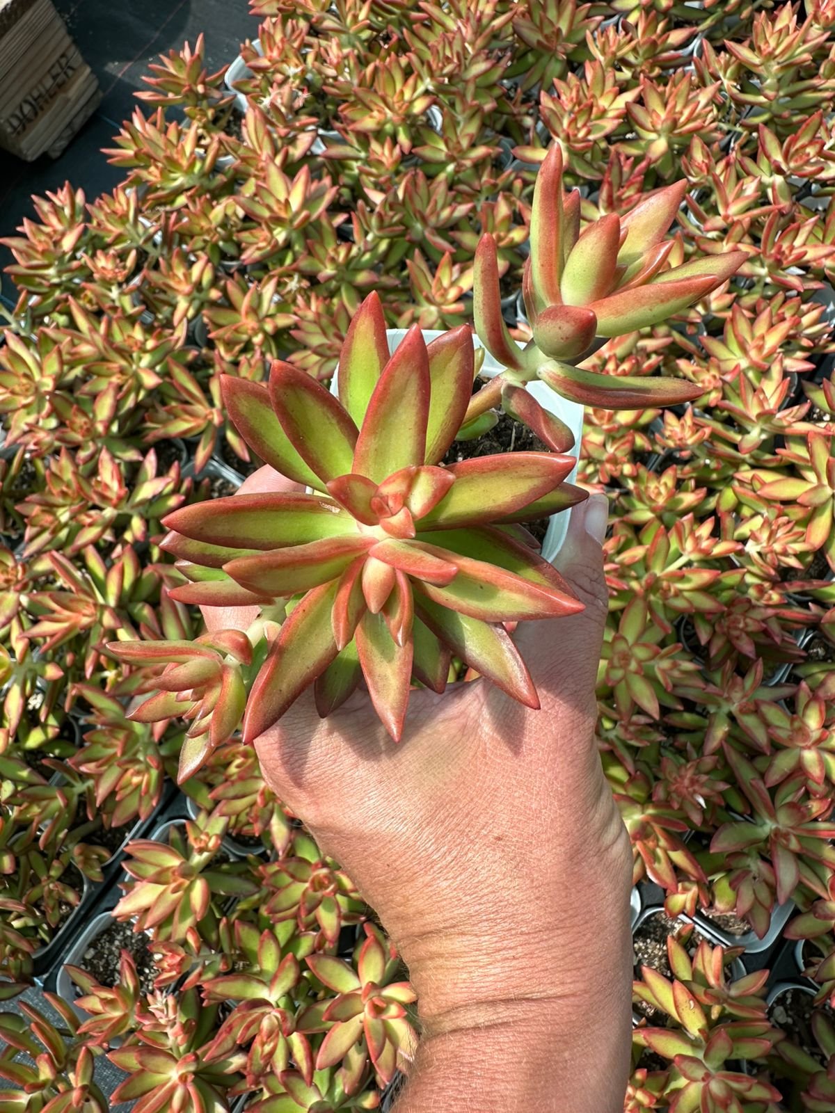 Hand-held Sedum Adolphii succulent with pointed green leaves and vibrant orange-red margins - House of Succulents South Africa
