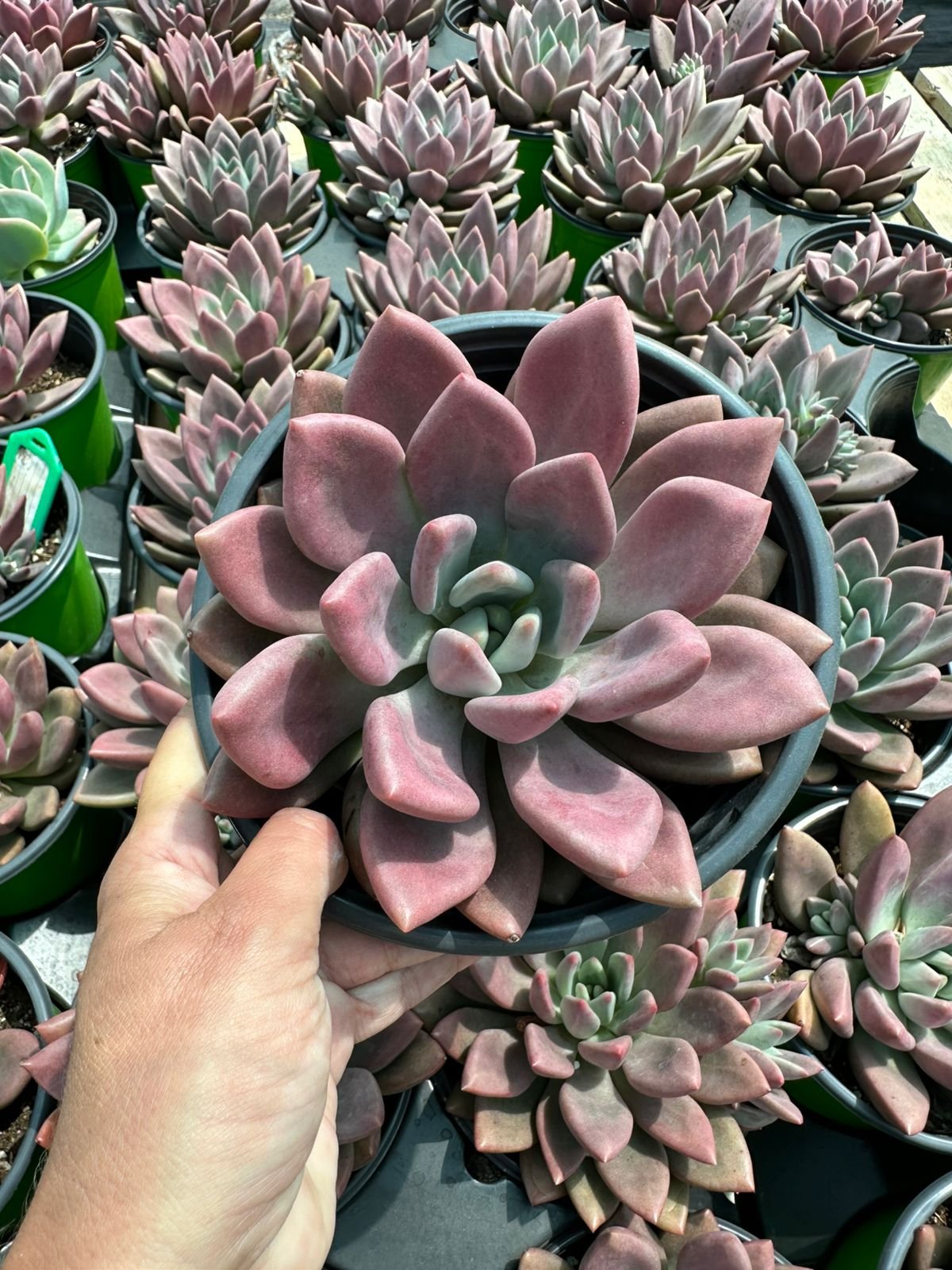 Hand-held large Pachyphytum succulent with thick, pointed dusty pink and lavender leaves arranged in a rosette - House of Succulents South Africa