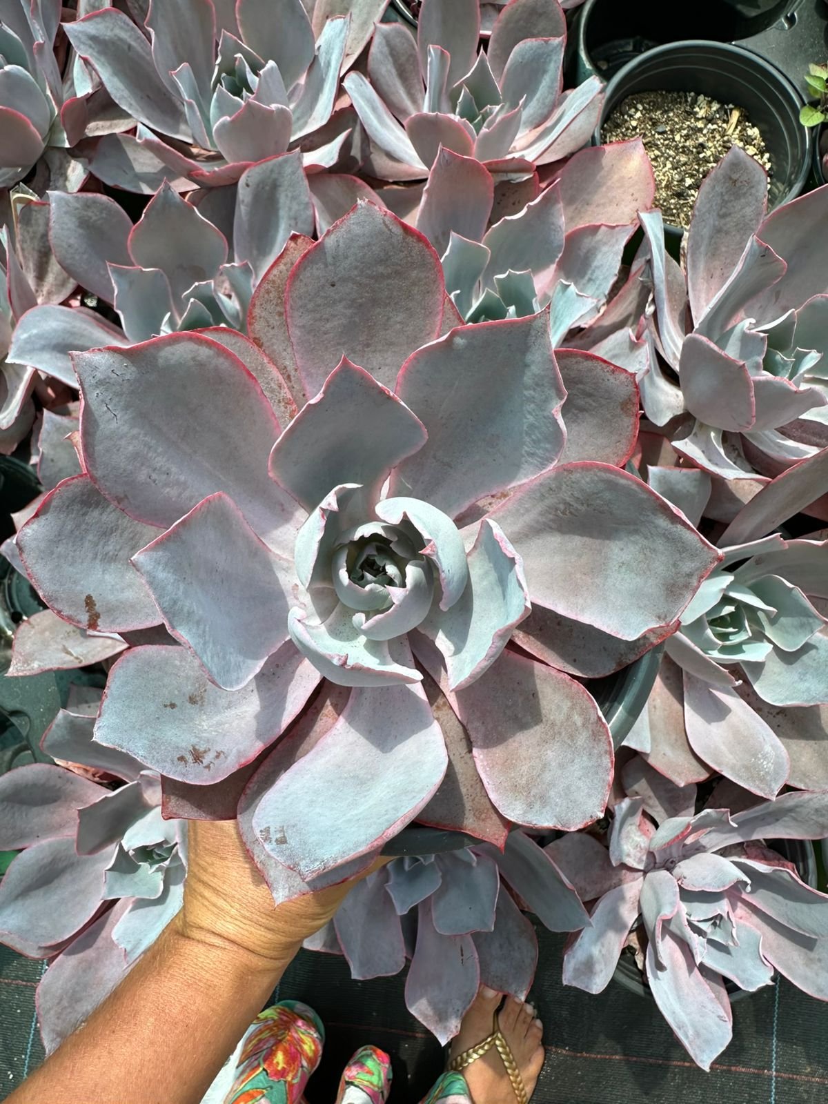 succulent - House of Succulents South Africa