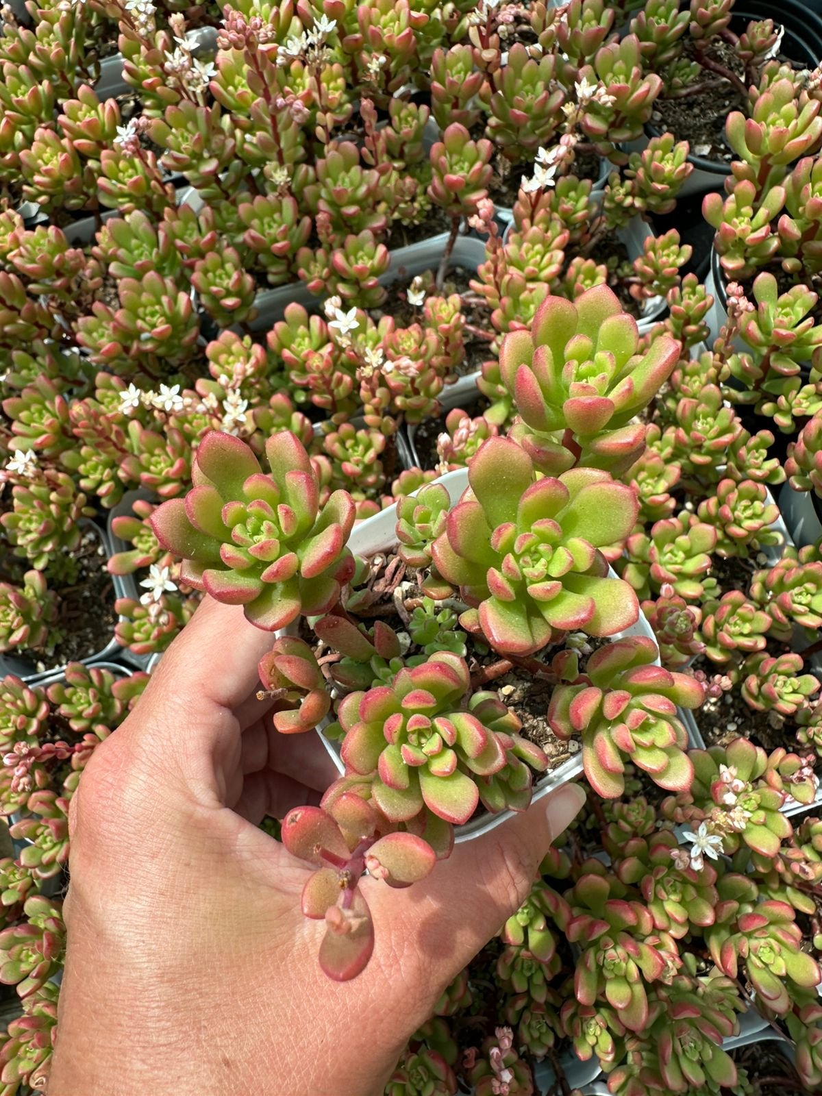 succulent - House of Succulents South Africa