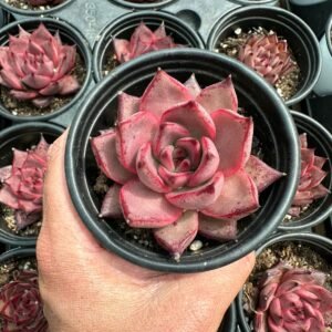 succulent - House of Succulents South Africa