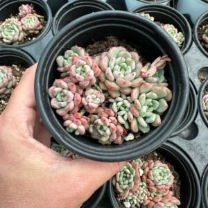 succulent - House of Succulents South Africa