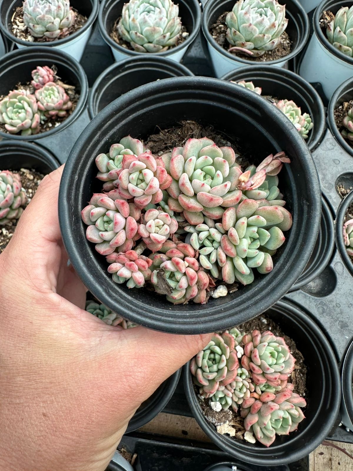 succulent - House of Succulents South Africa