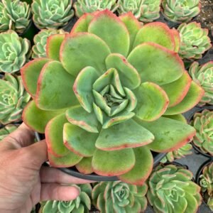 large blue-grey rosette with red edges succulent - House of Succulents South Africa
