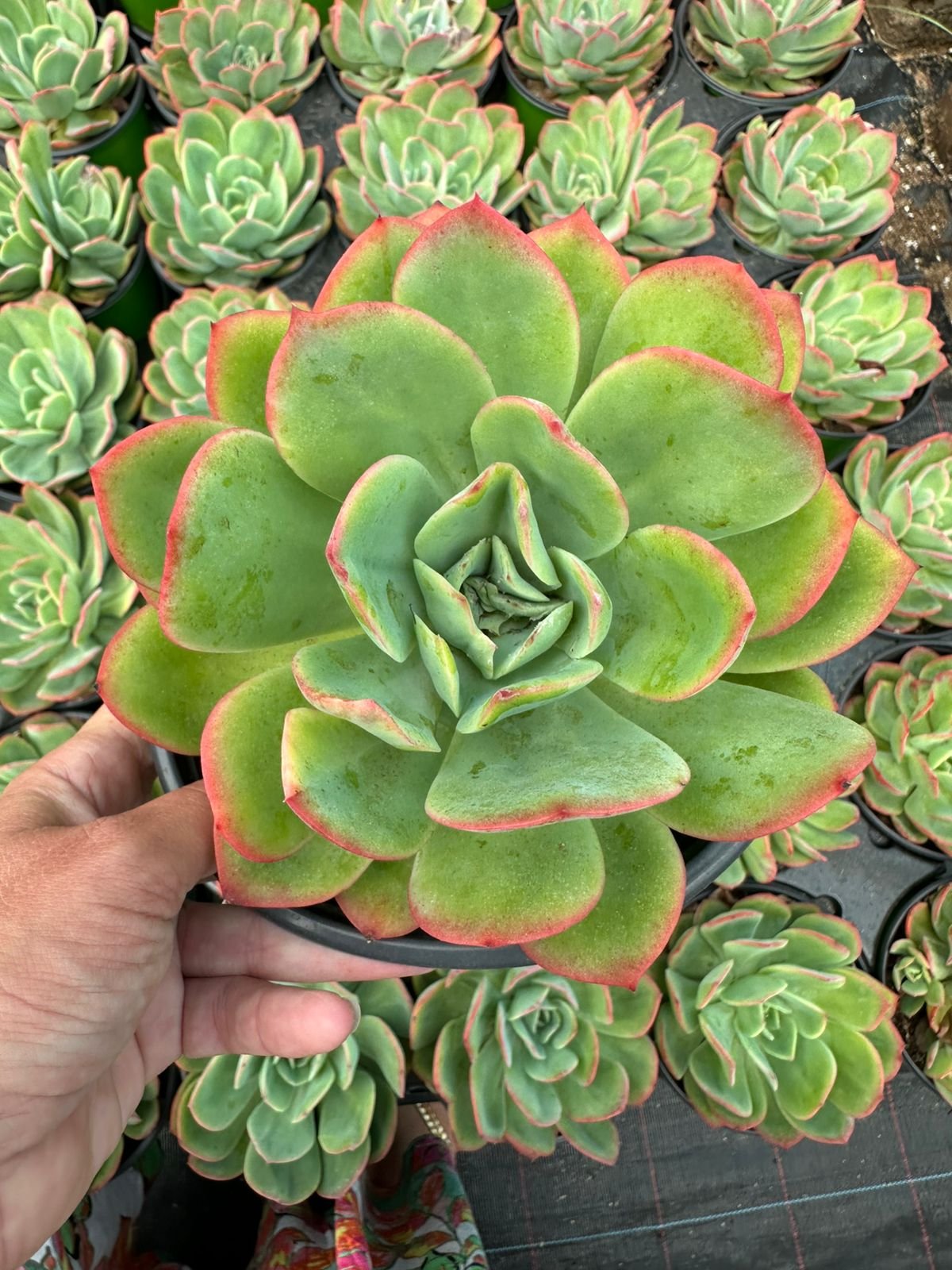 large blue-grey rosette with red edges succulent - House of Succulents South Africa