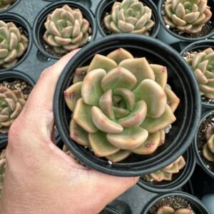 succulent - House of Succulents South Africa