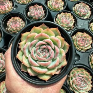 succulent - House of Succulents South Africa