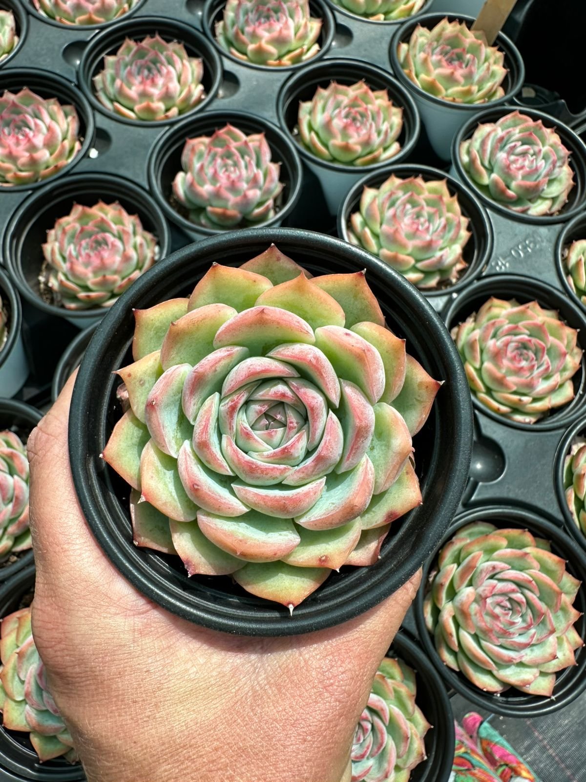 succulent - House of Succulents South Africa