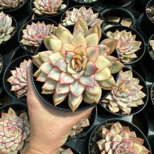 succulent - House of Succulents South Africa