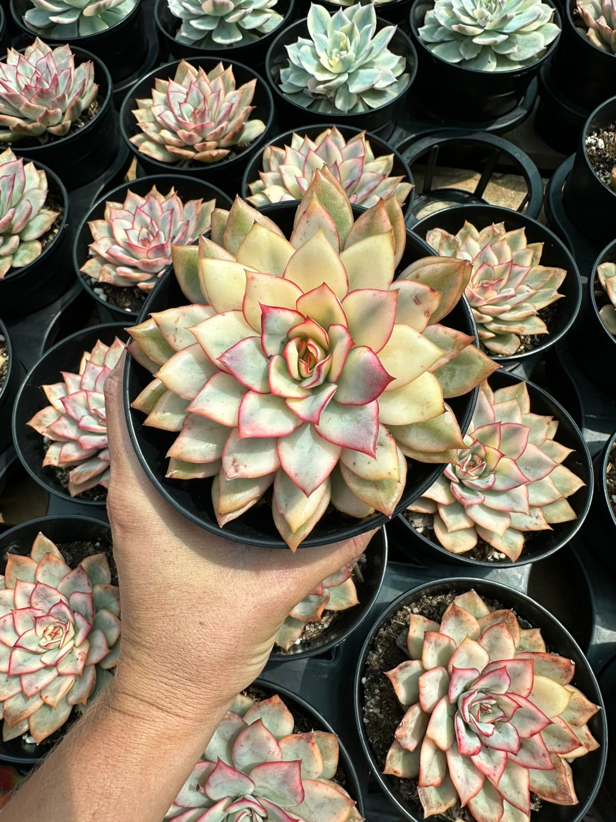 succulent - House of Succulents South Africa