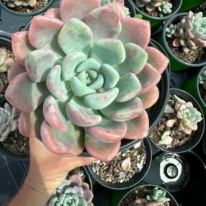 succulent - House of Succulents South Africa