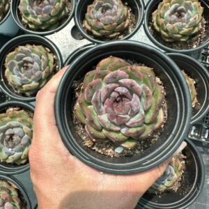 succulent - House of Succulents South Africa