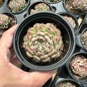 succulent - House of Succulents South Africa