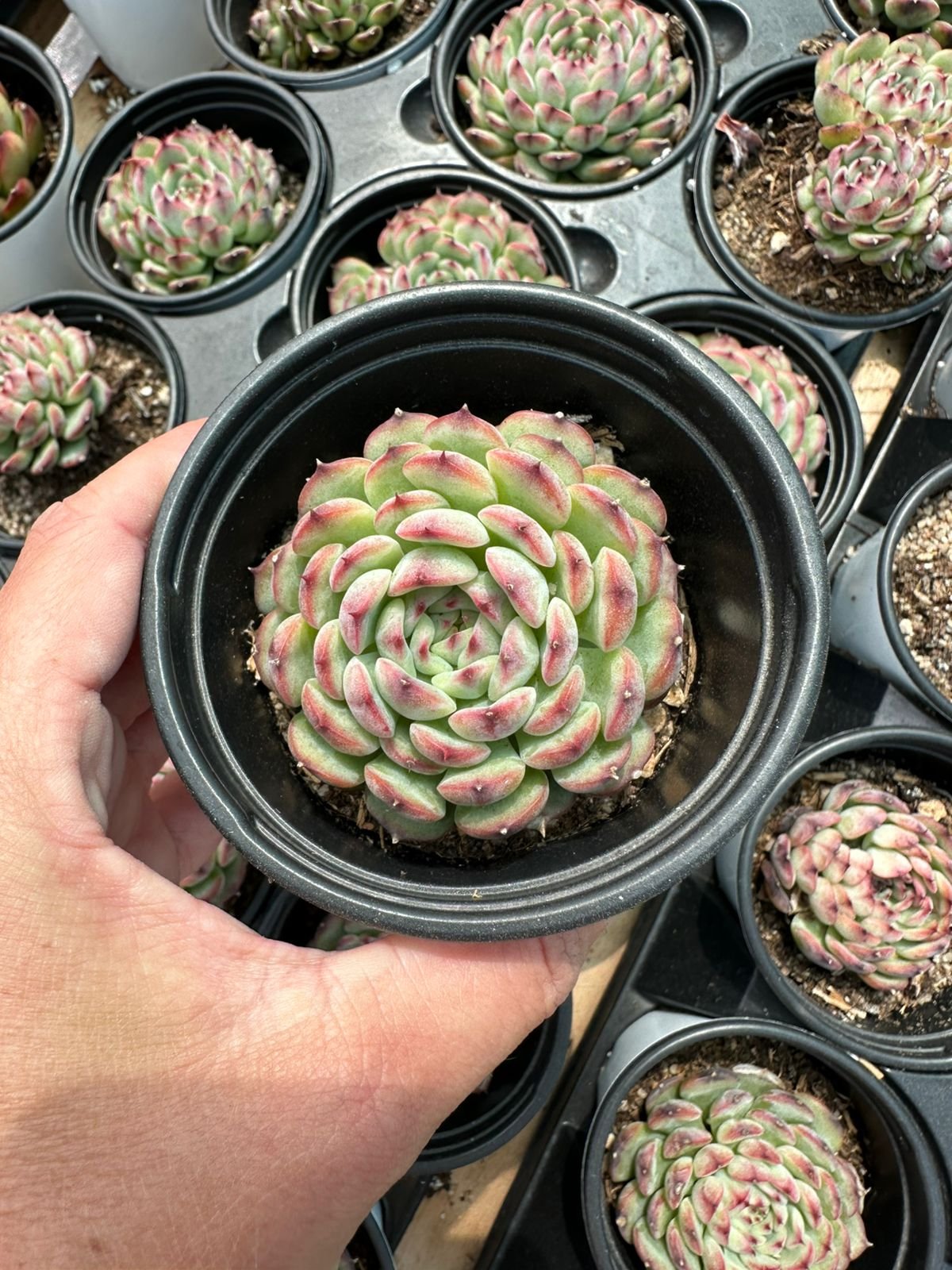 succulent - House of Succulents South Africa