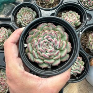 succulent - House of Succulents South Africa