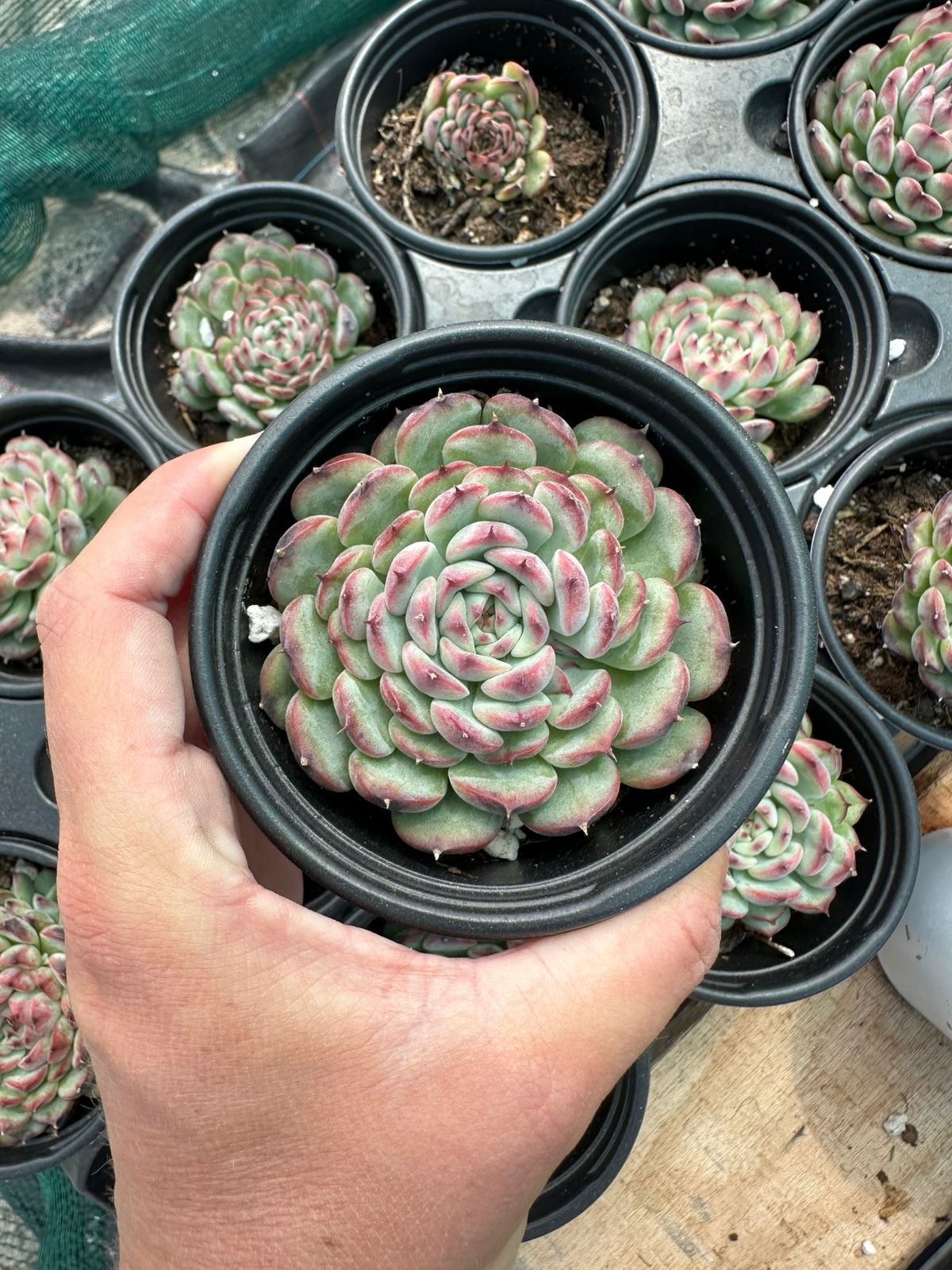 succulent - House of Succulents South Africa