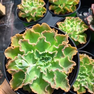 succulent - House of Succulents South Africa