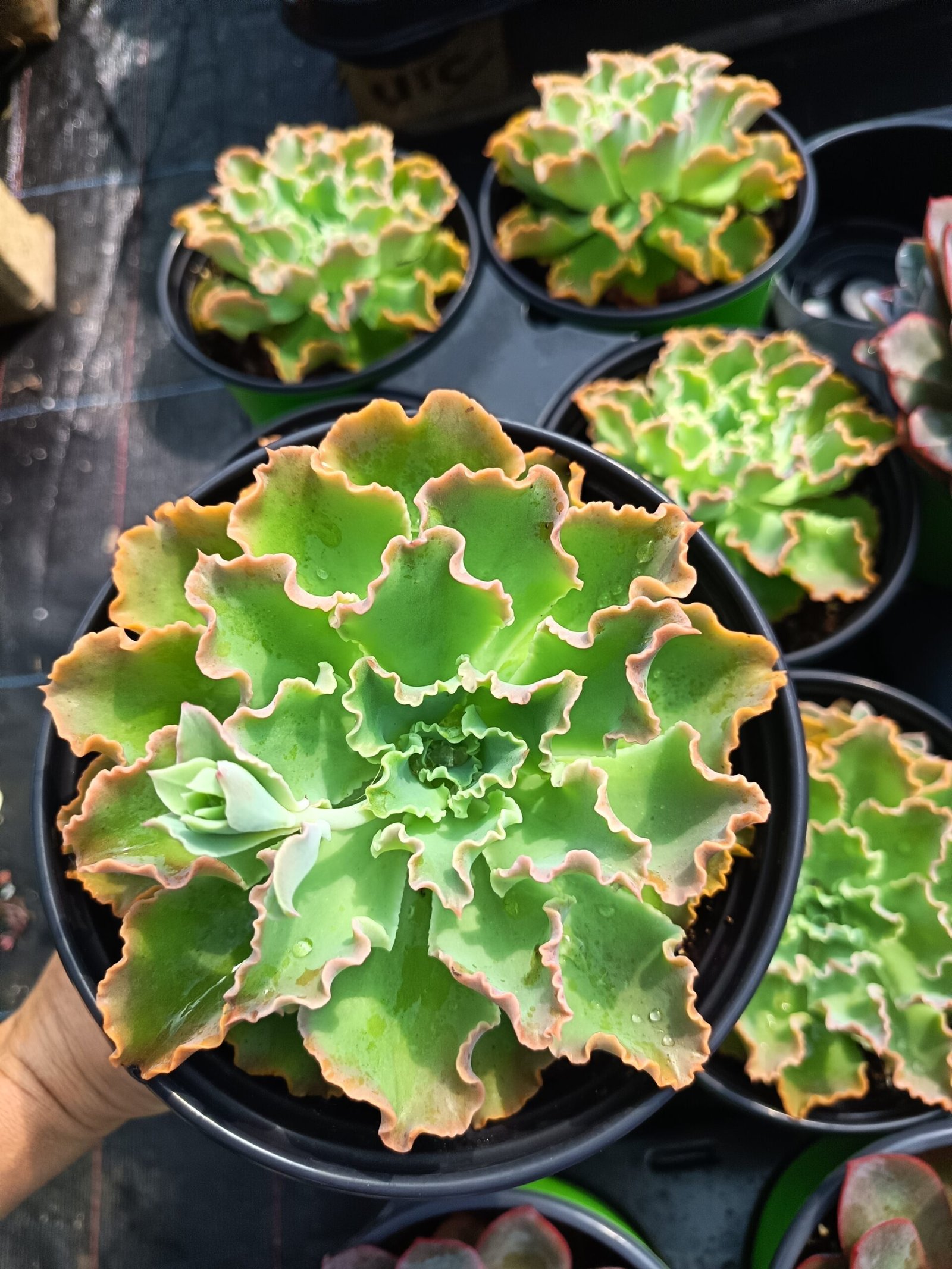 succulent - House of Succulents South Africa