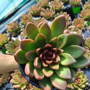 succulent - House of Succulents South Africa