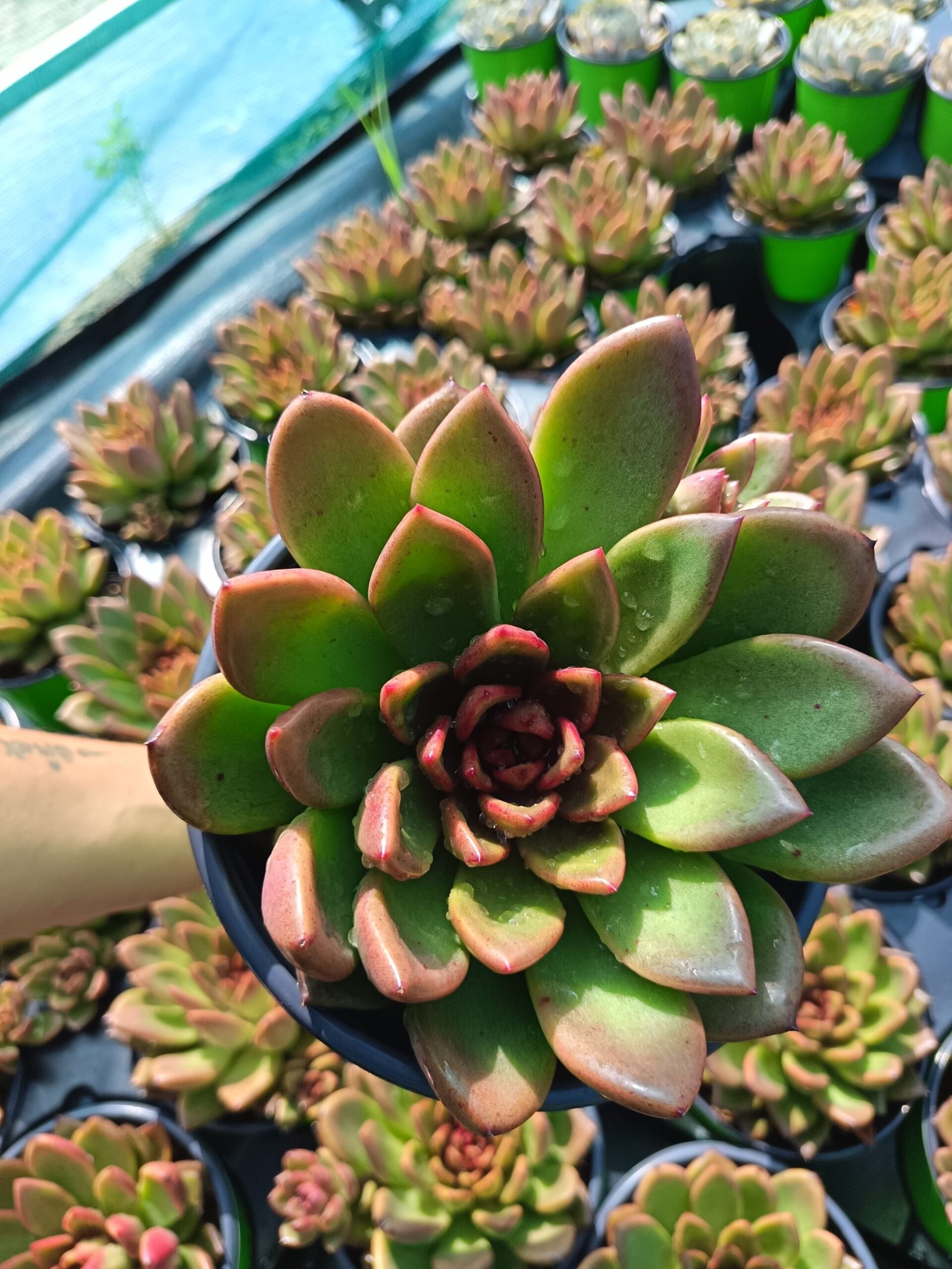 succulent - House of Succulents South Africa