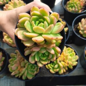 succulent - House of Succulents South Africa