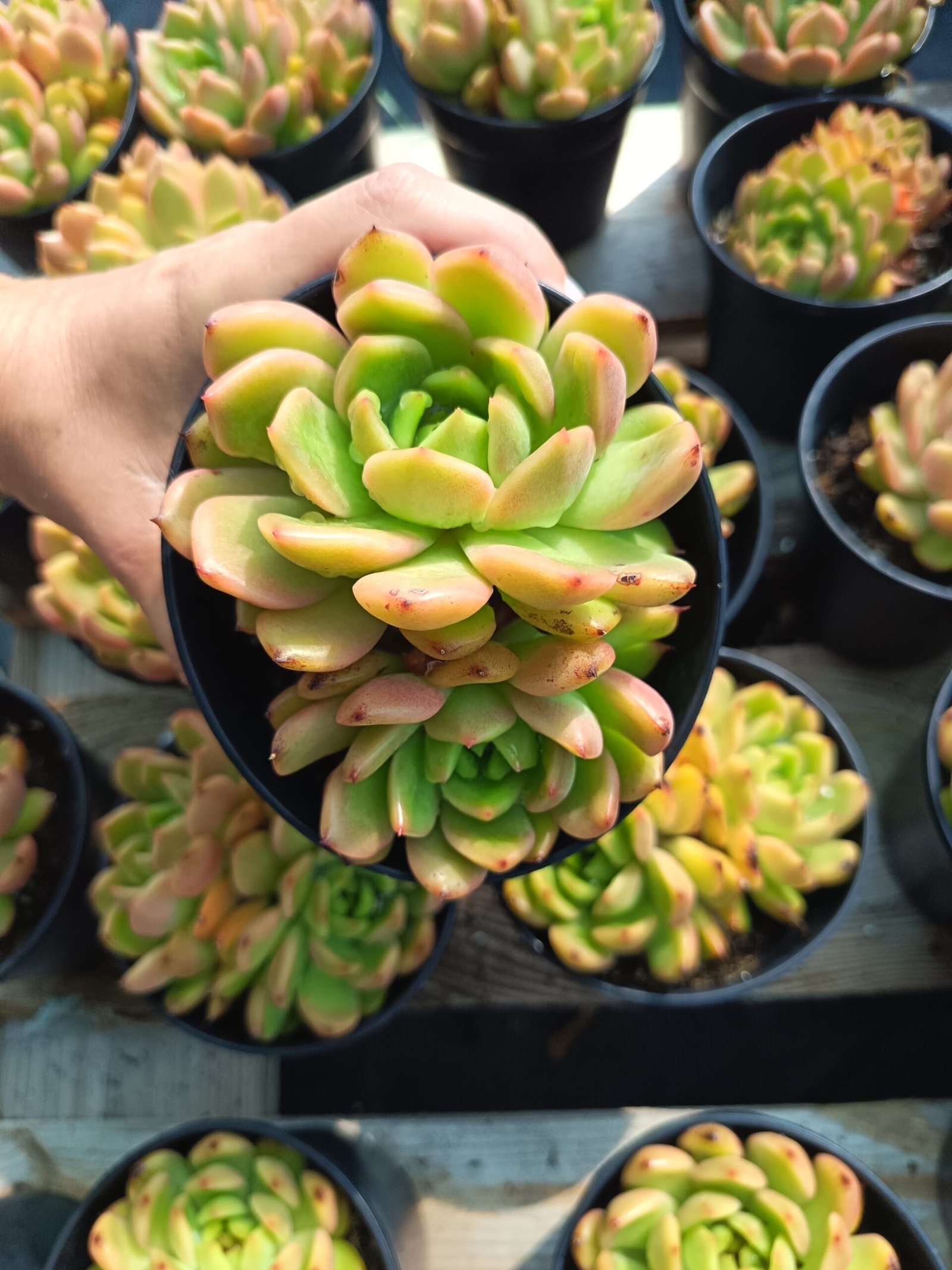 succulent - House of Succulents South Africa