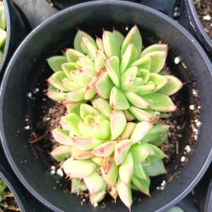 Blue succulent - House of Succulents South Africa