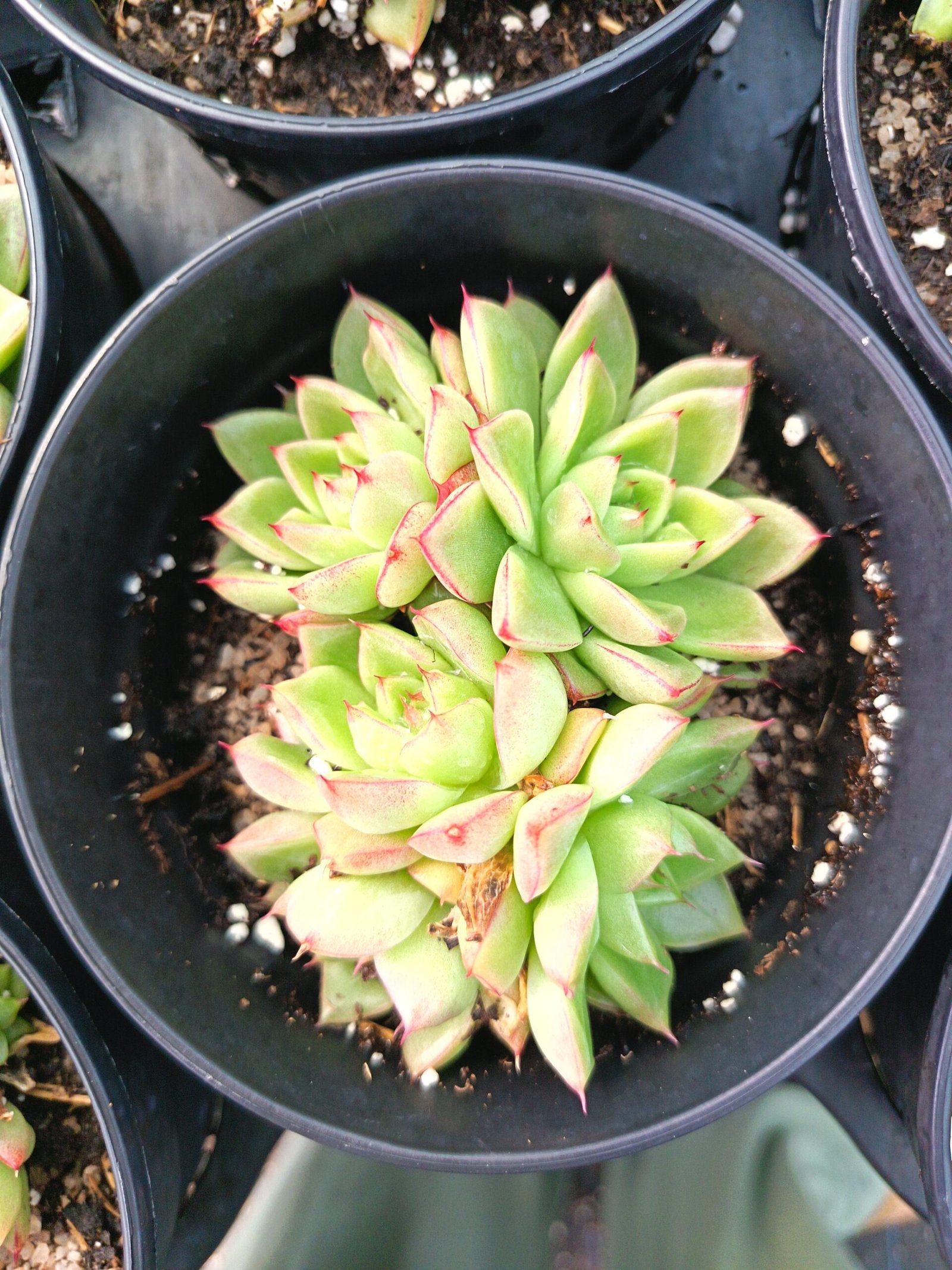 Blue succulent - House of Succulents South Africa