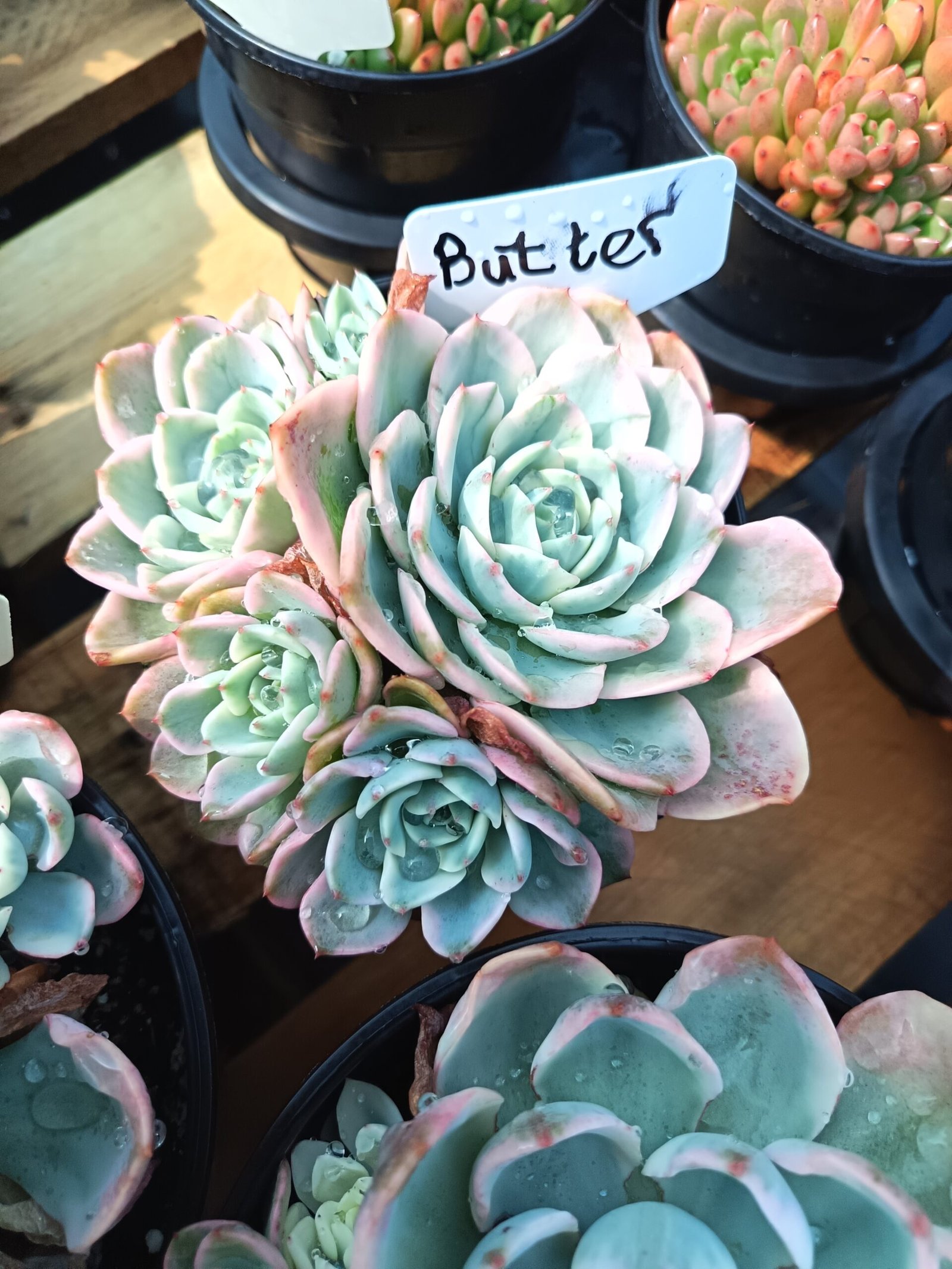 Butter succulent white leaves - House of Succulents