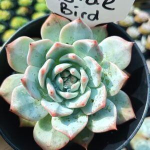 Blue Bird succulent - House of Succulents South Africa