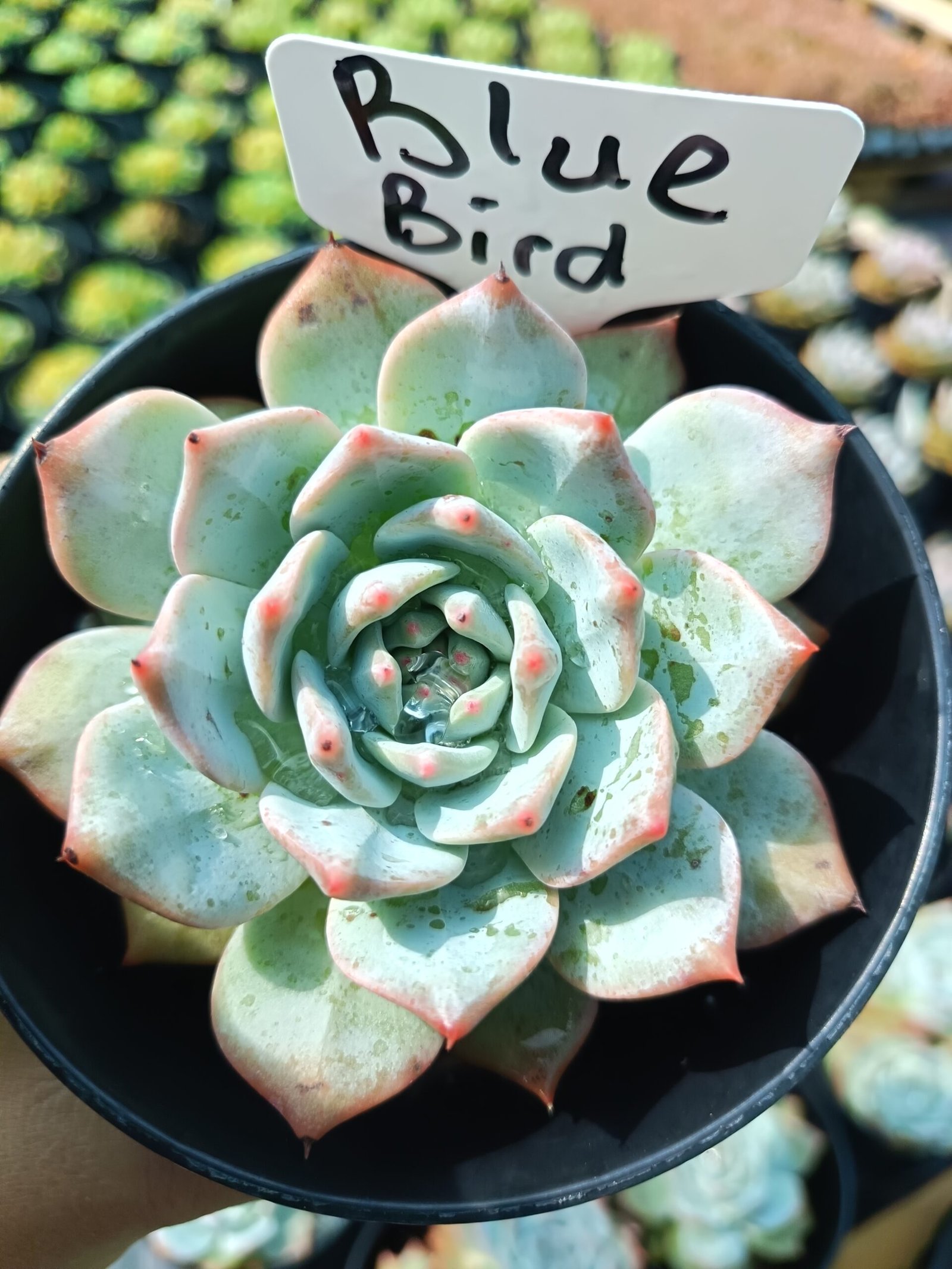 Blue Bird succulent - House of Succulents South Africa